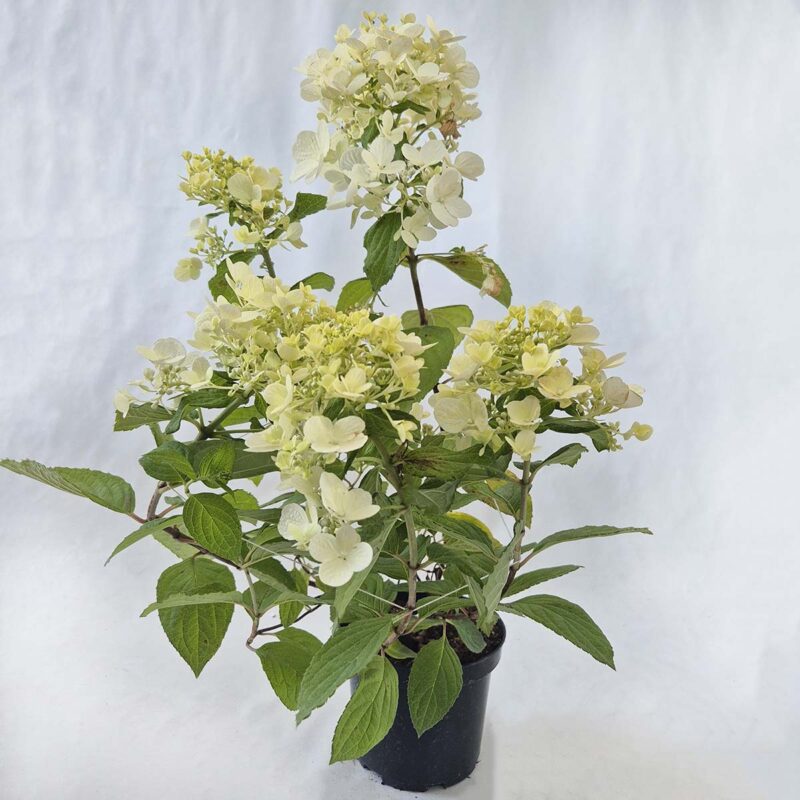 hydrangea-paniculata-limelight