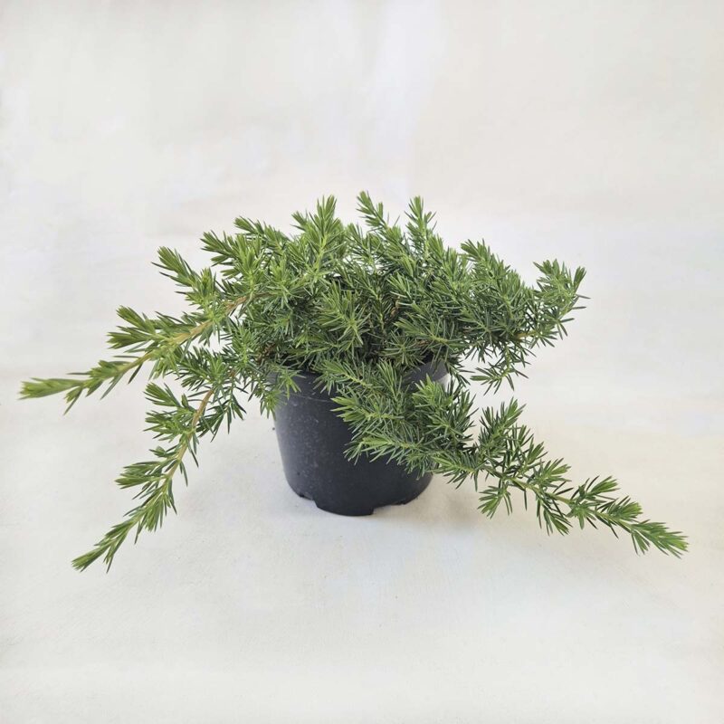 juniperus-conferta-blue-pacific
