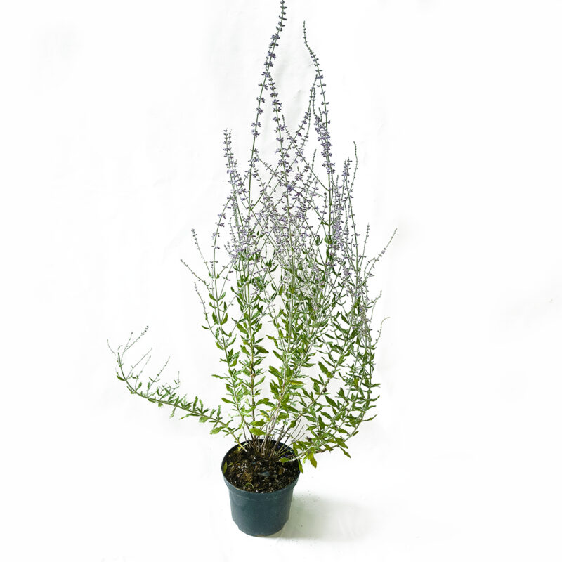 Perovskia atriplicifolia 'Little Spire'