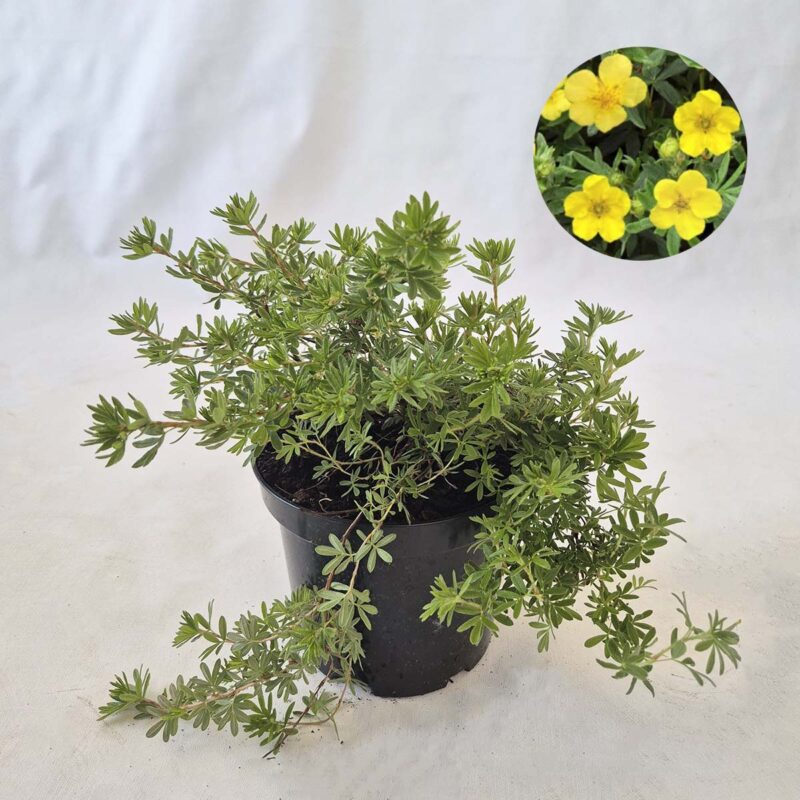 potentilla-fruticosa-kobold