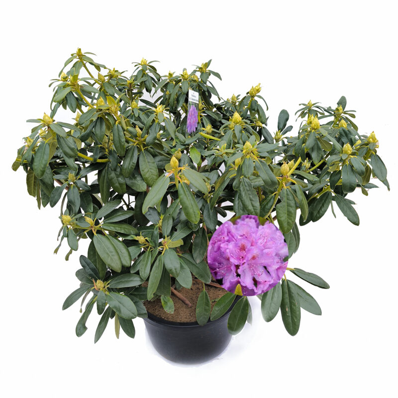 Rhododendron hybrida 'Catawbiense Grandiflorum'
