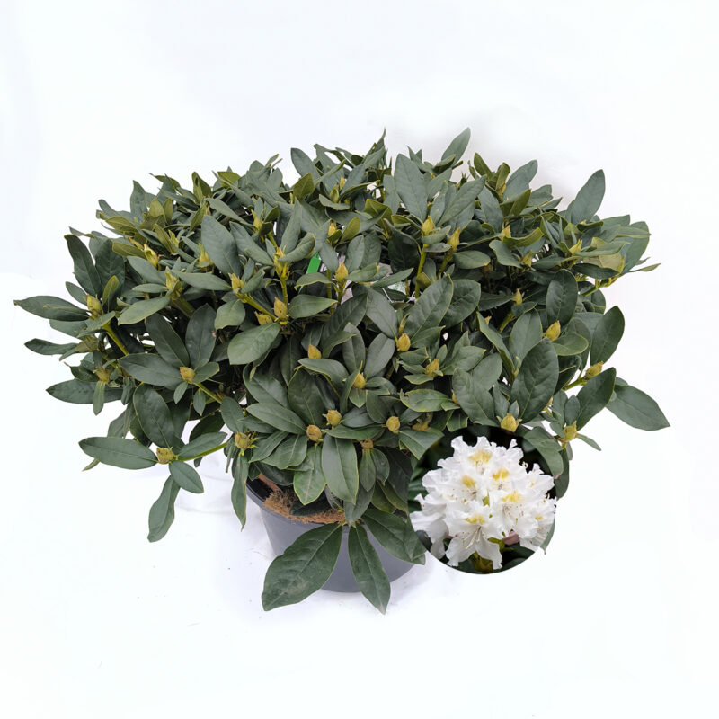 Rhododendron 'Cunningham's White'