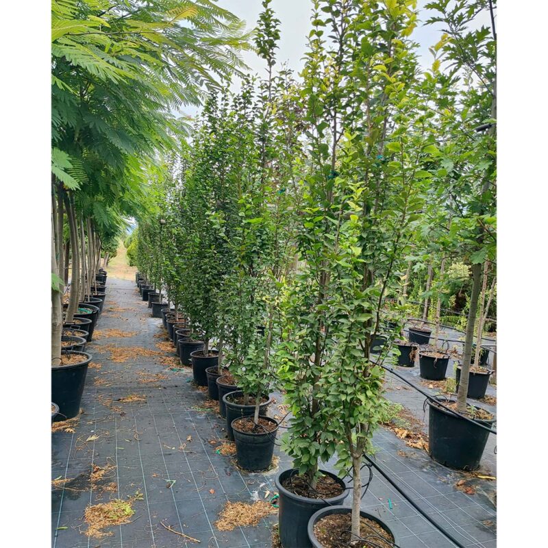 carpinus-betulus-frans-fontaine