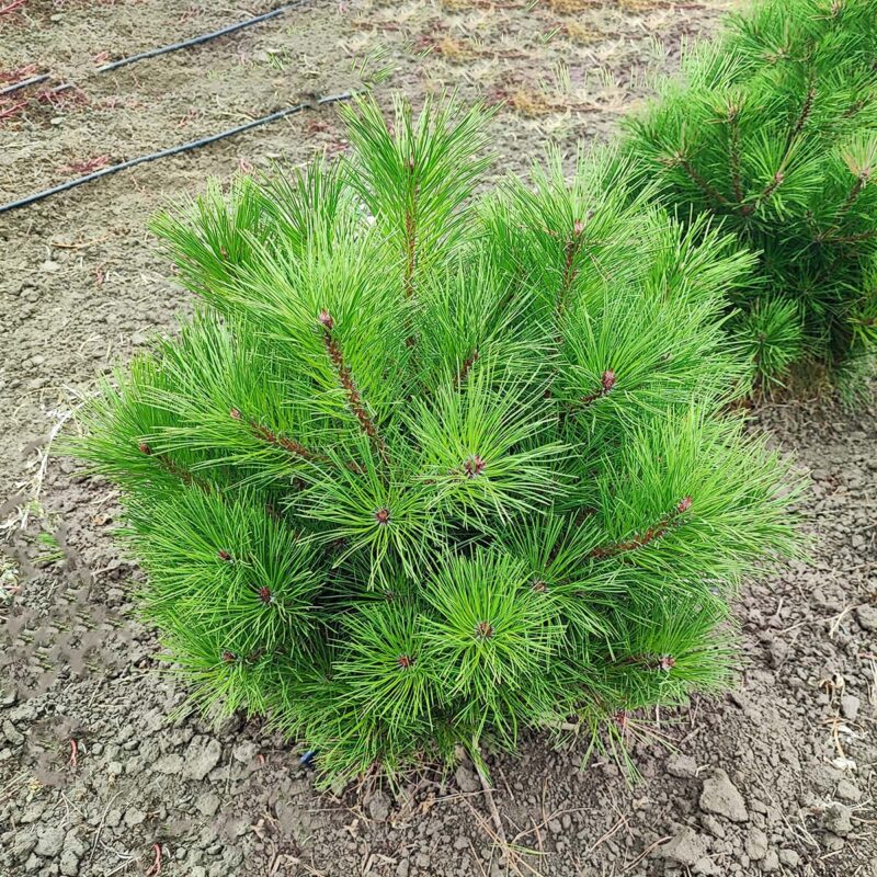 pinus-densiflora-globe
