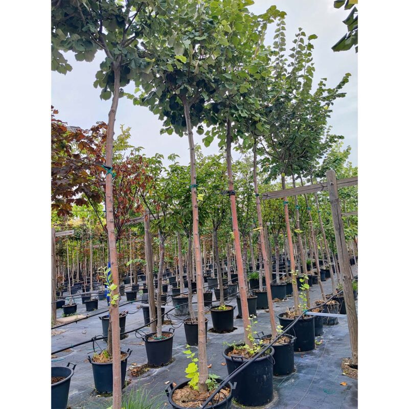 tilia-tomentosa-silver-globe