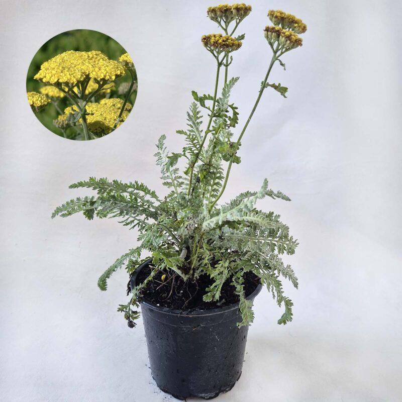 achillea-moonchine