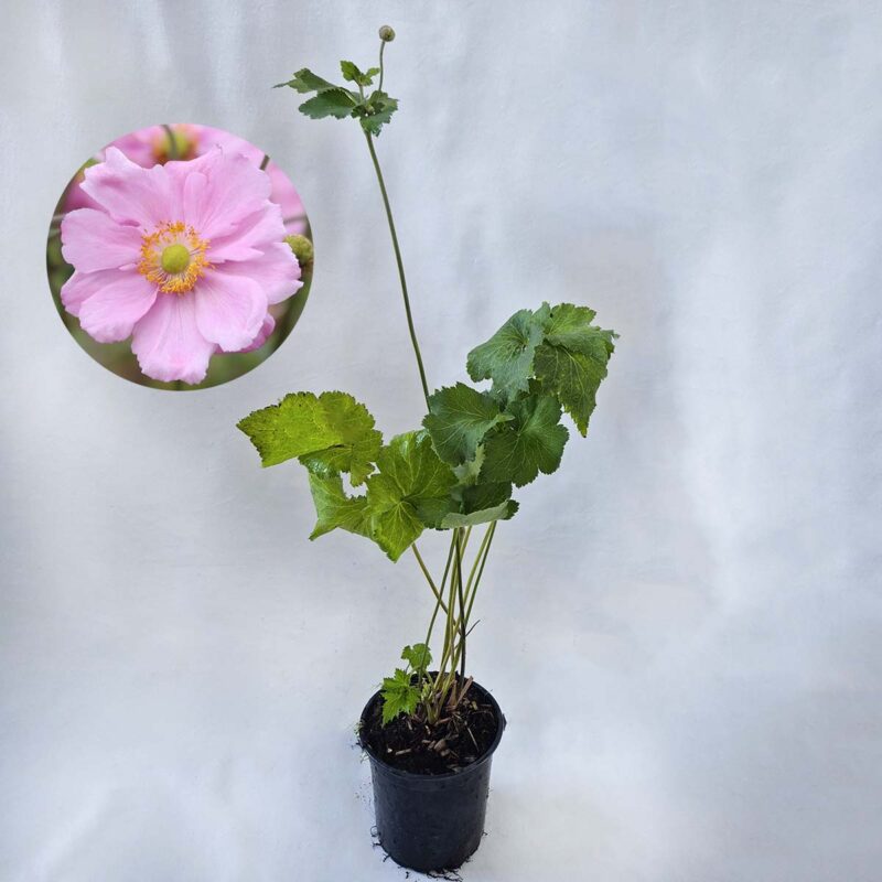 anemone-hybrida-konigin-charlotte