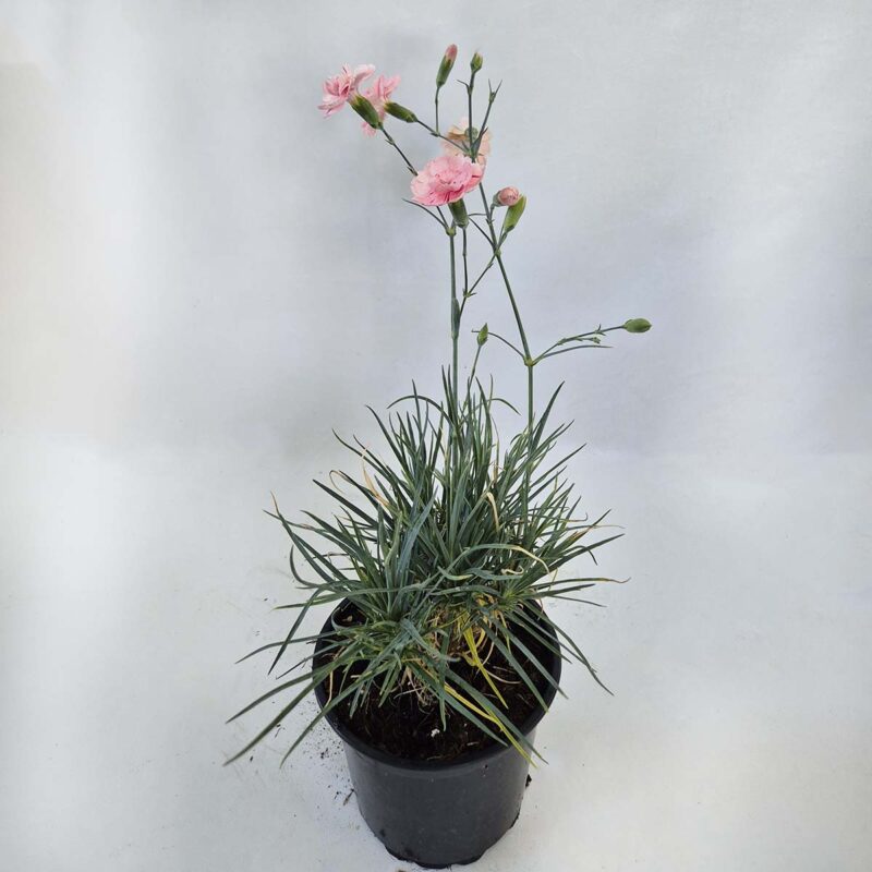 Diantus-plumarius-Doris