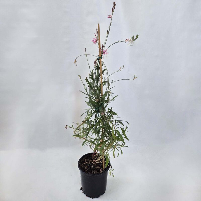 gaura-lindheimeri-siskiyou-pink