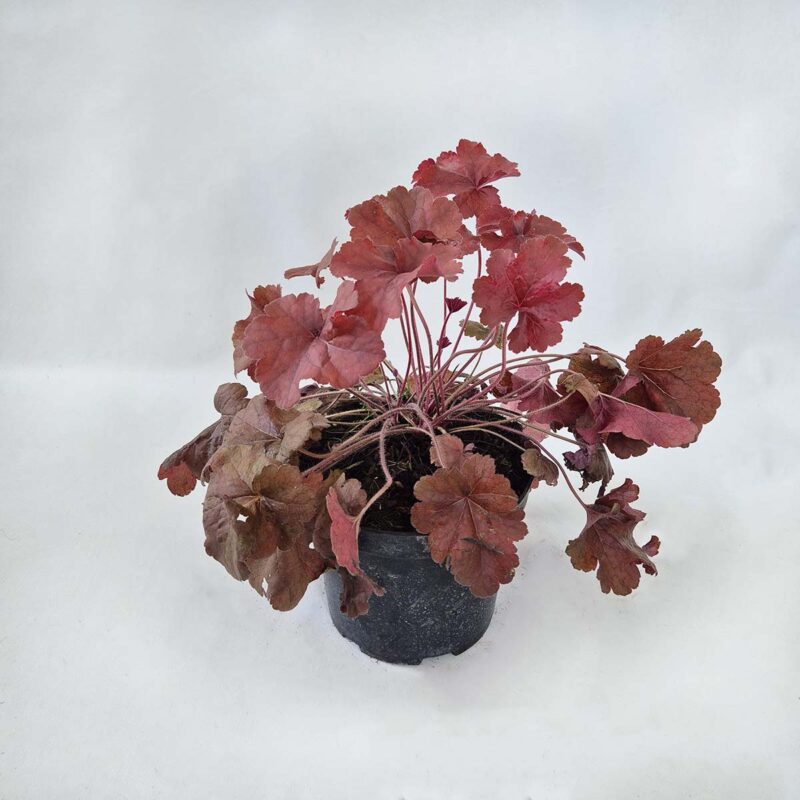 heuchera-northern-exposure-red