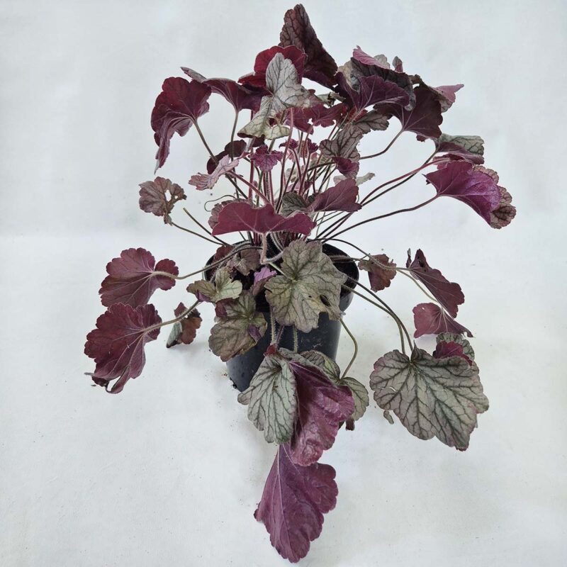 heuchera-northern-exposure-silver