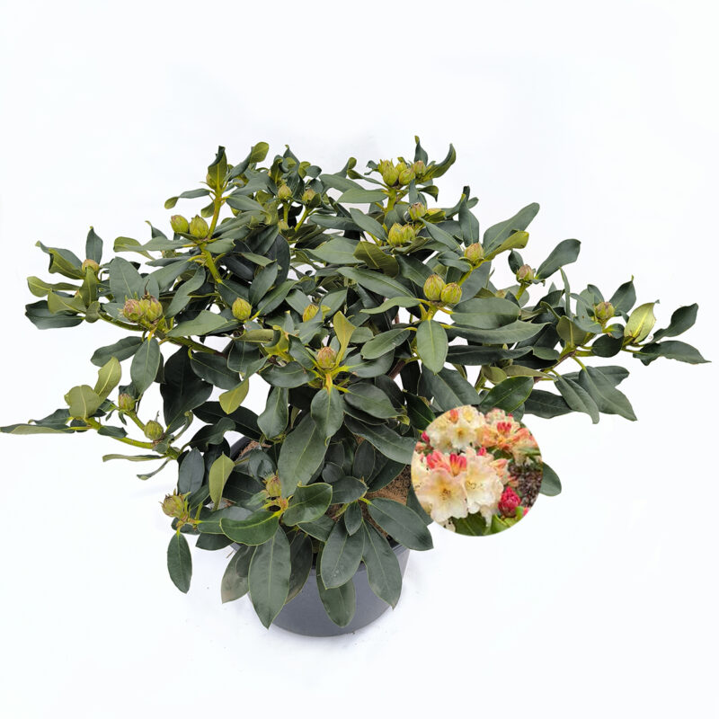 Rhododendron hybrida 'Horizon Monarch'