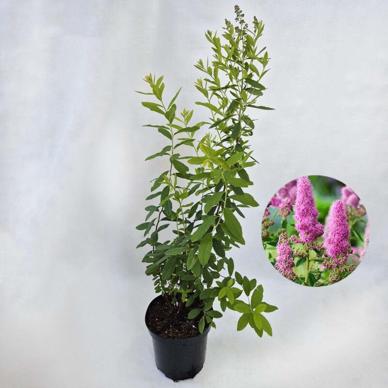 Spiraea-billardii