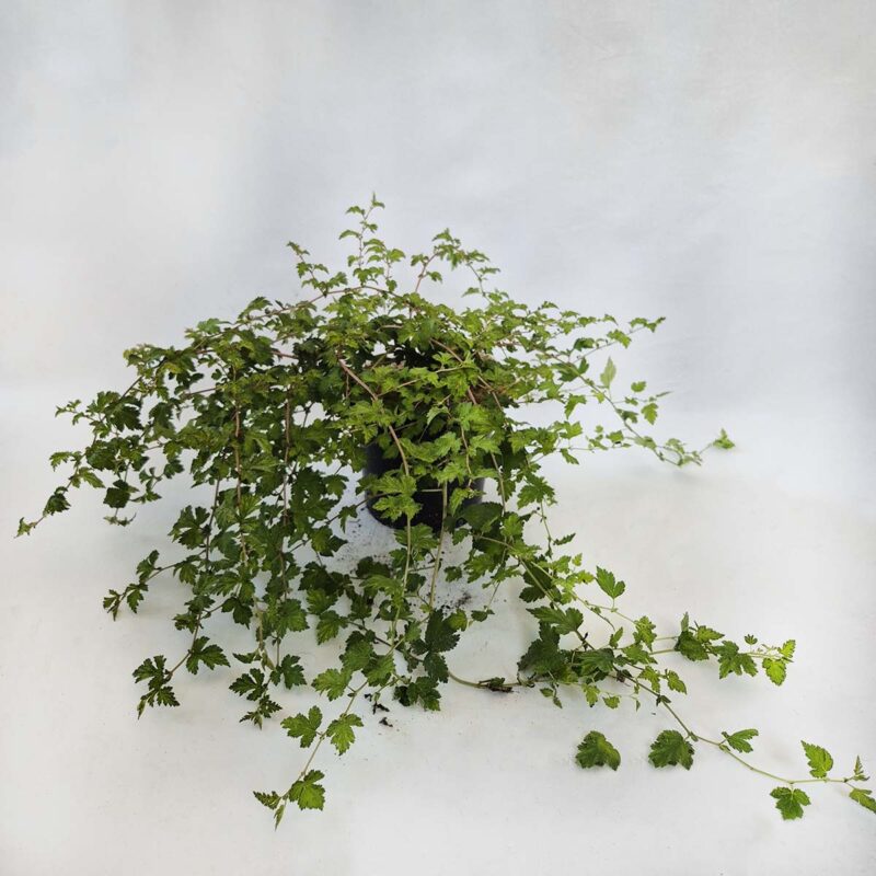 Stephanandra-incisa-Crispa