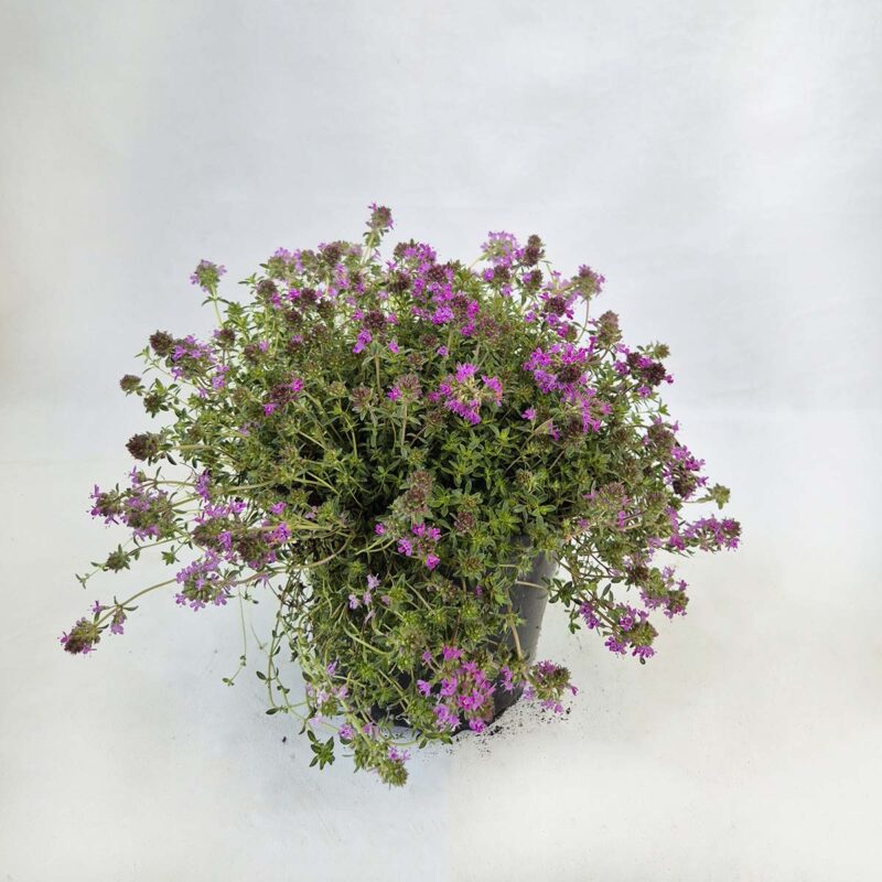 Thymus-praecox-Coccineus