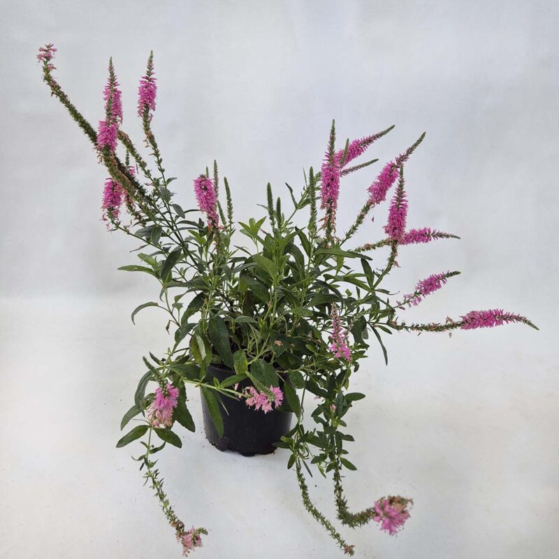 veronica-spicata-rosa-zwerg
