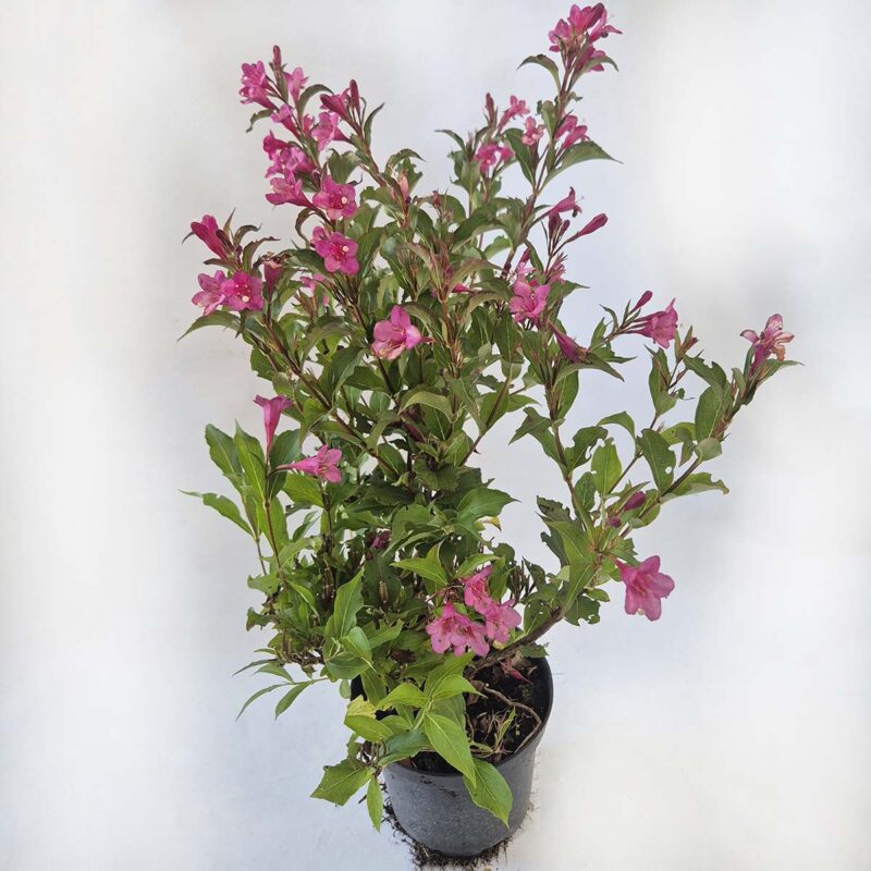 weigela-rumba
