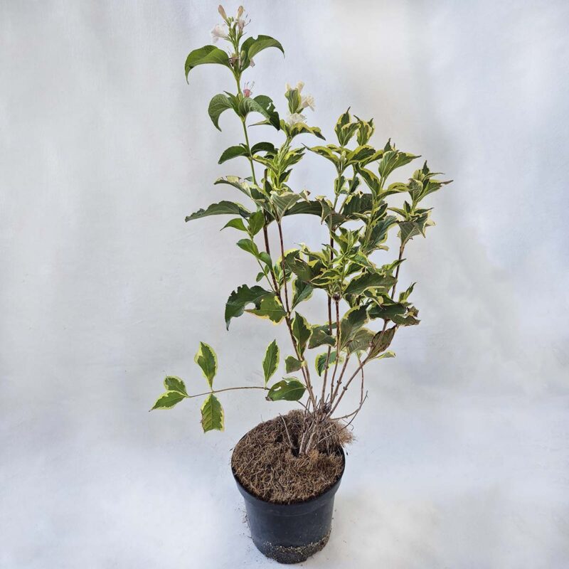 weigela-florida-variegata