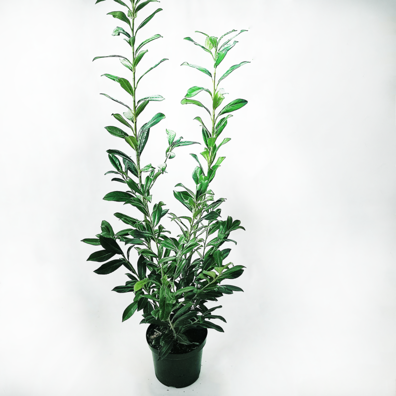 Prunus laurocerasus Caucasica
