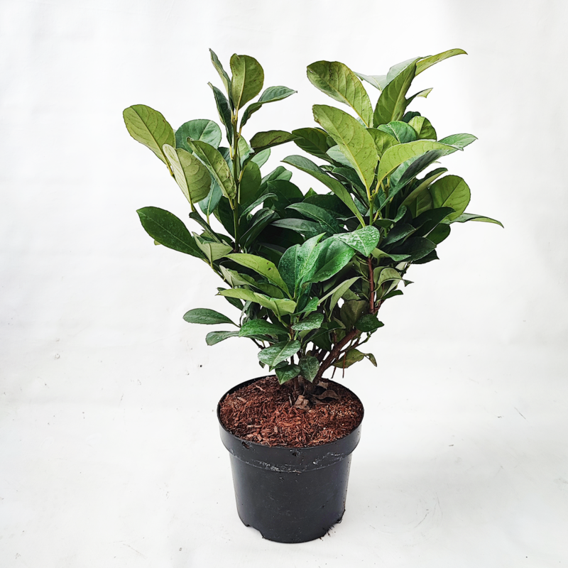 Prunus laurocerasus Etna