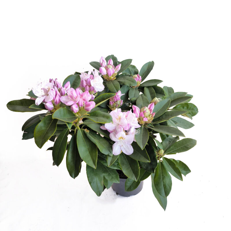 Rhododendron 'Gomer Waterer'