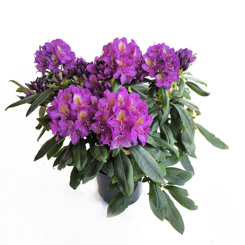 Rhododendron 'Marcel Menard'