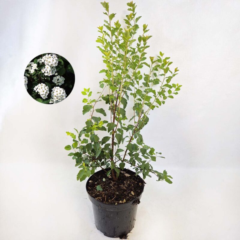 Spiraea x vanhouttei