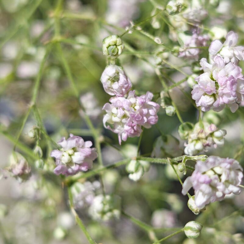 gypsophila